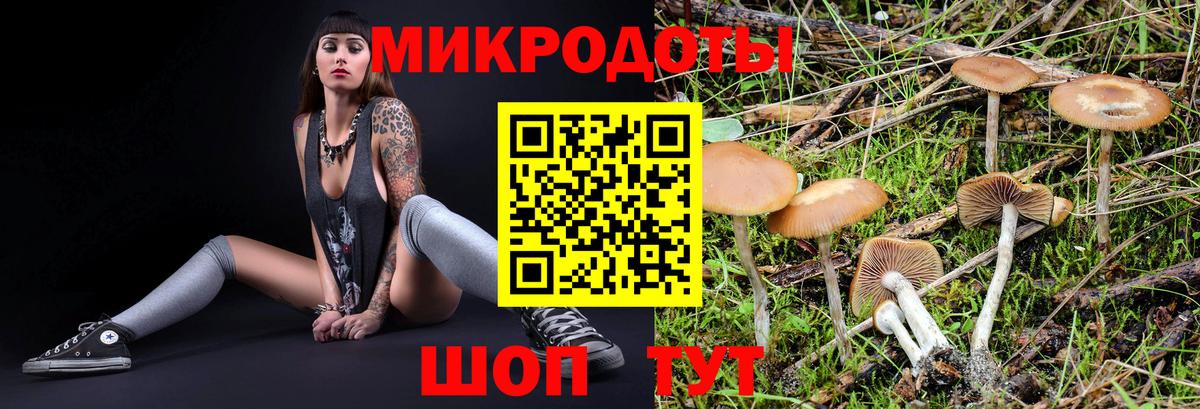 Галлюциногенные грибы Psilocybe Верхняя Пышма